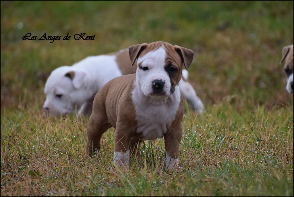 Des Anges De Kent - Chiot disponible  - American Staffordshire Terrier