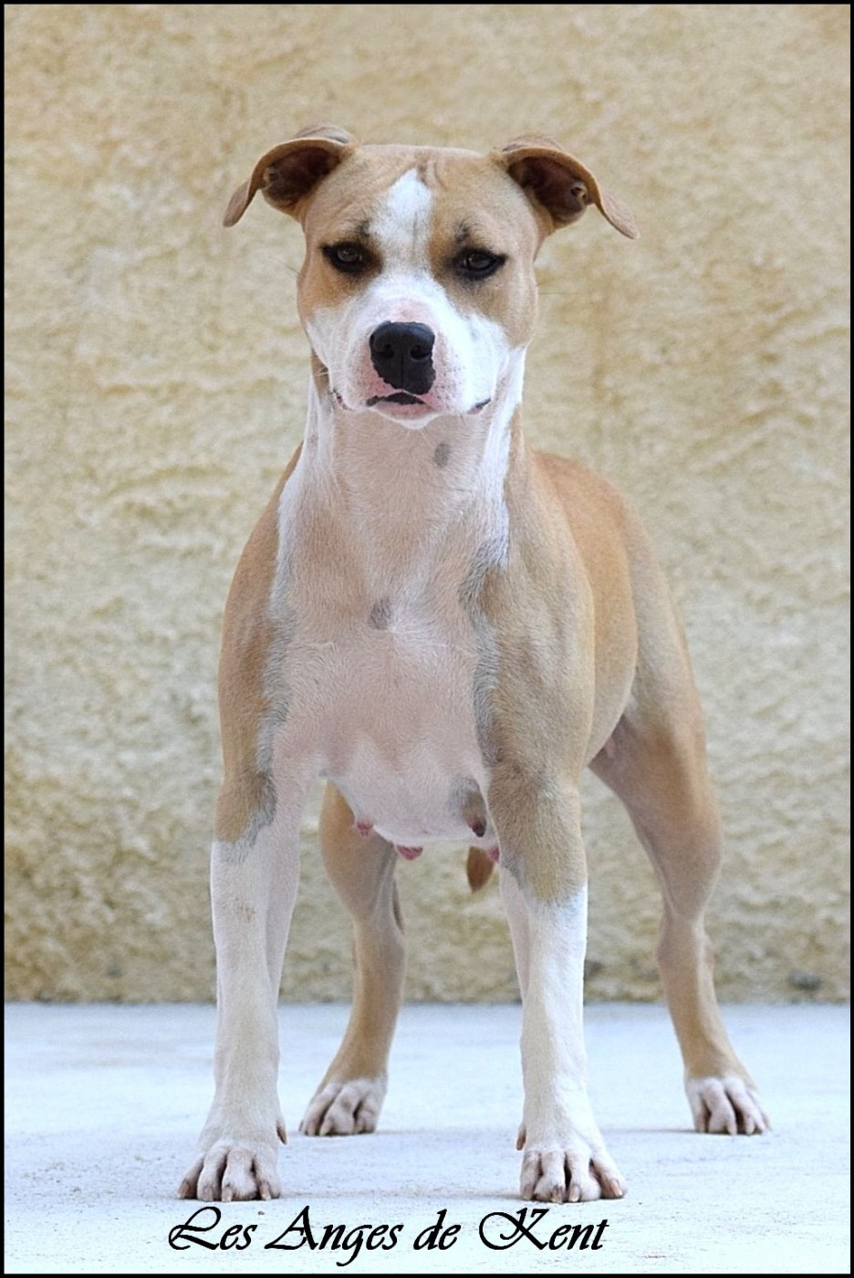 Uptown state of georgia Des Anges De Kent