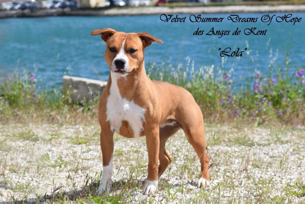 Velvet summer dreams of hope Des Anges De Kent
