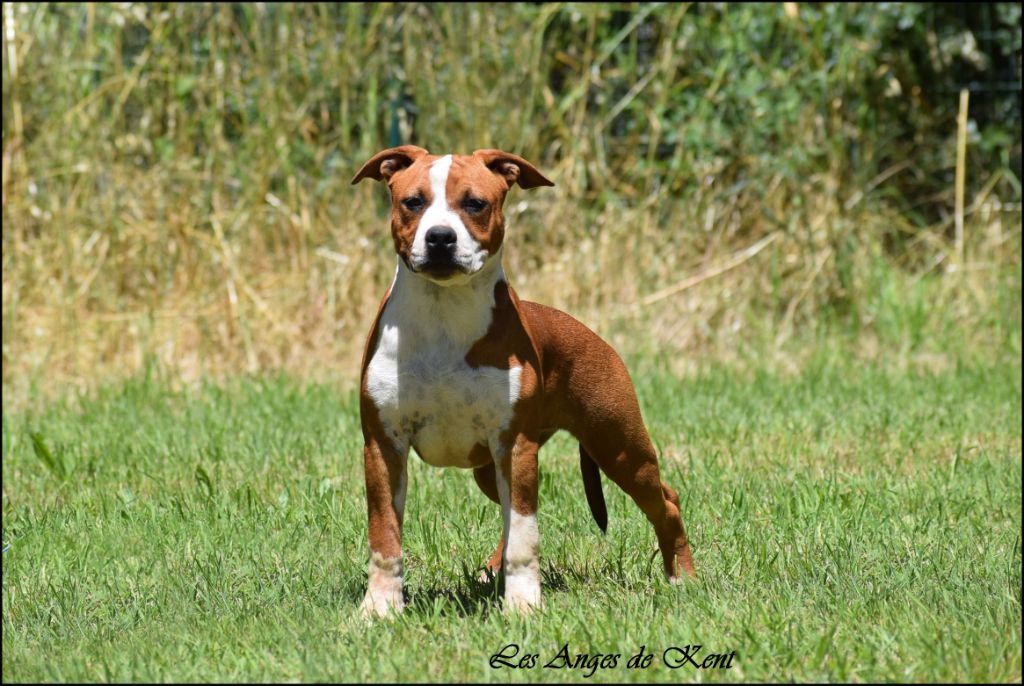 Vibrant future of harriet Des Anges De Kent