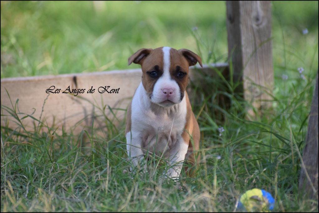 Des Anges De Kent - Chiots disponibles - American Staffordshire Terrier