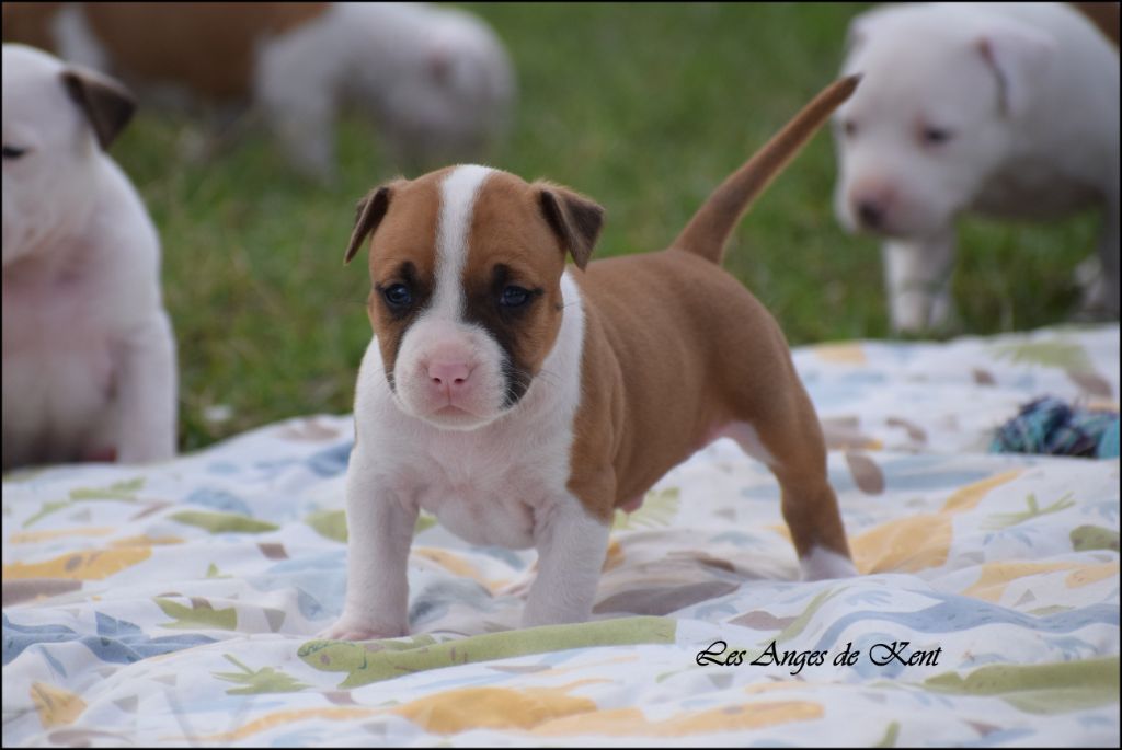 Des Anges De Kent - Chiots disponibles - American Staffordshire Terrier