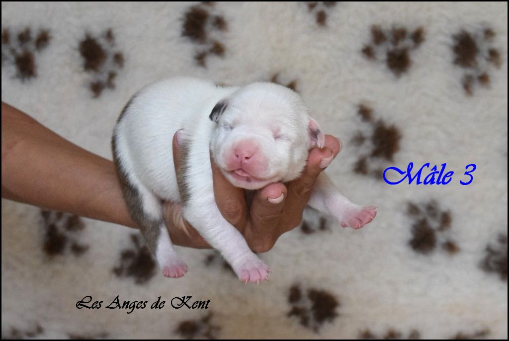 Des Anges De Kent - Chiots disponibles - American Staffordshire Terrier