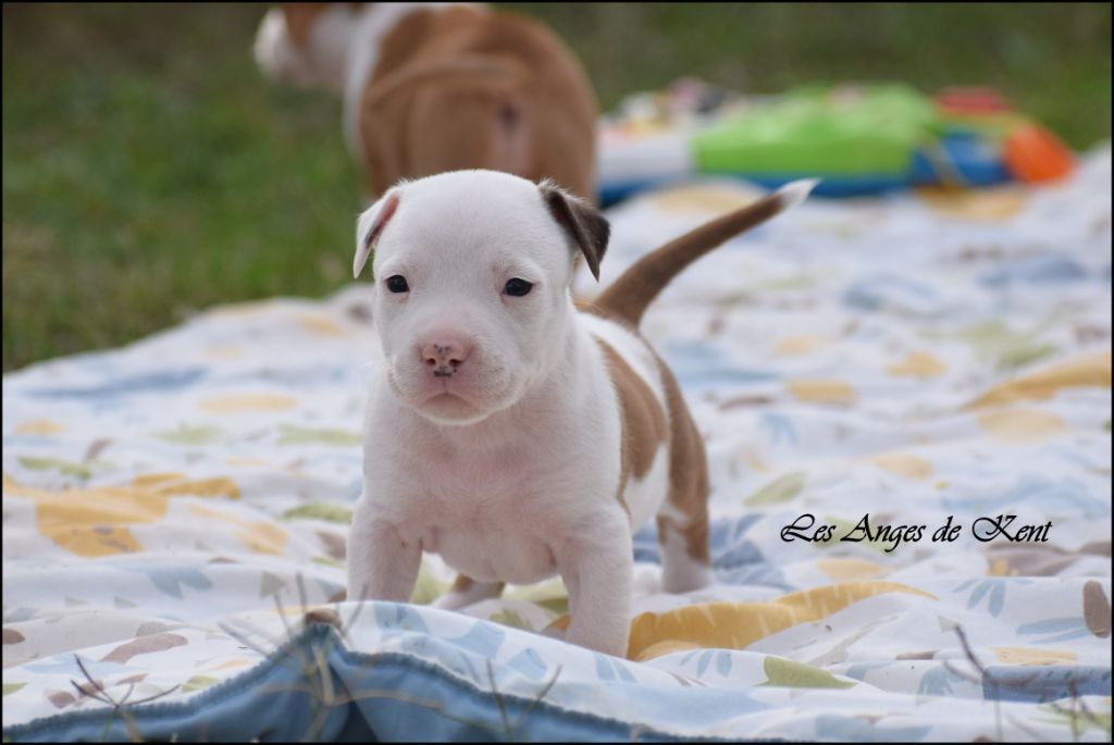 Des Anges De Kent - Chiots disponibles - American Staffordshire Terrier