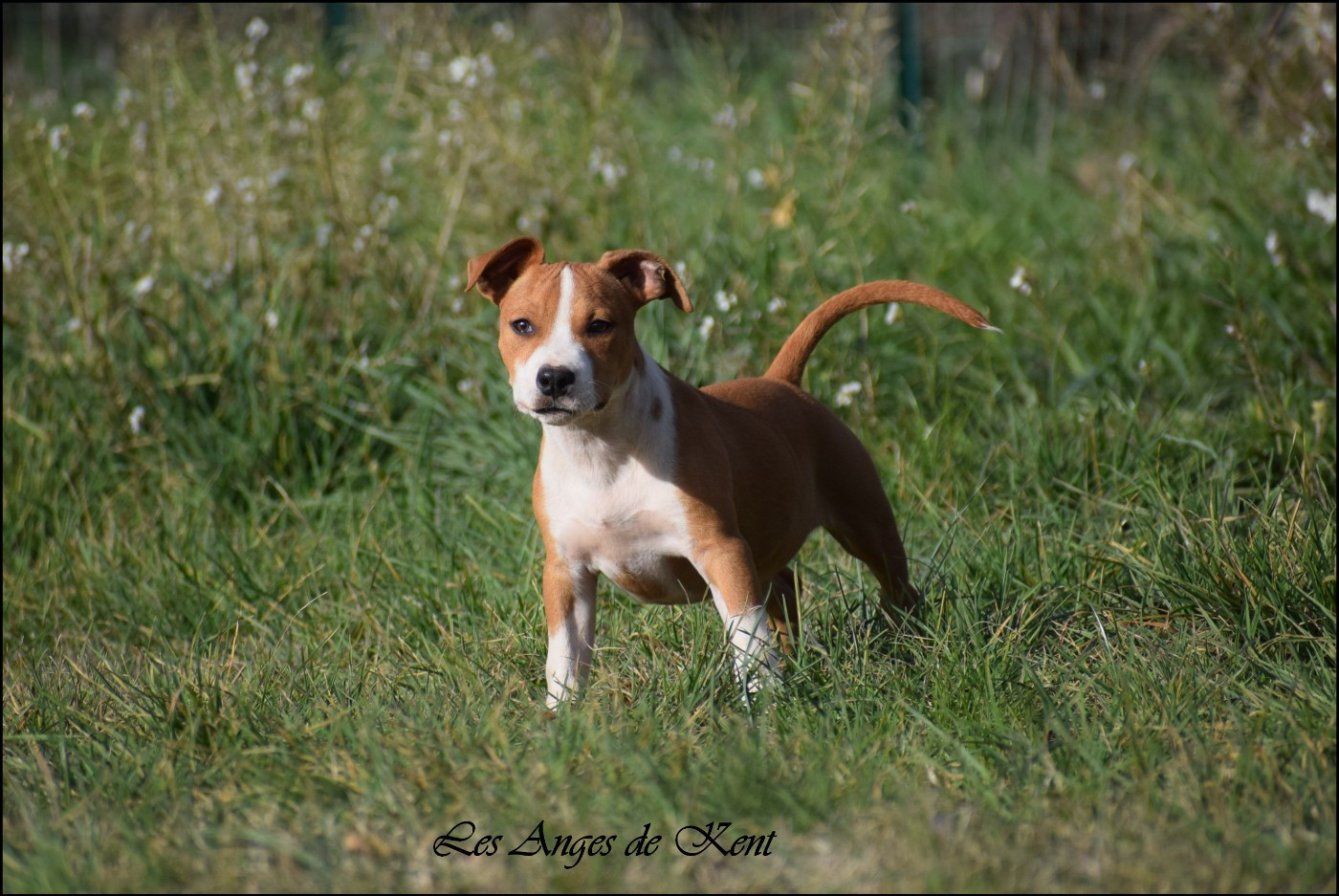 Des Anges De Kent - Chiots disponibles - American Staffordshire Terrier