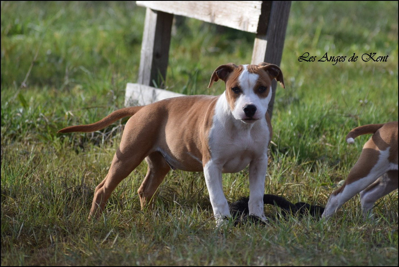 Des Anges De Kent - Chiots disponibles - American Staffordshire Terrier