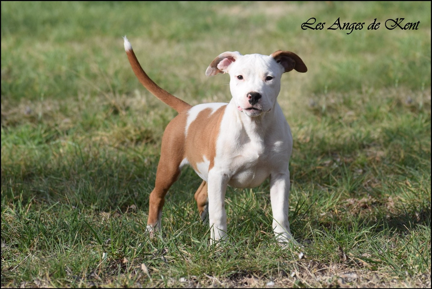 Des Anges De Kent - Chiots disponibles - American Staffordshire Terrier