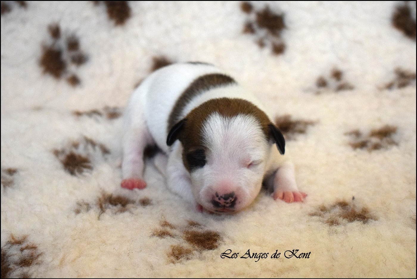 Des Anges De Kent - Chiots disponibles - American Staffordshire Terrier