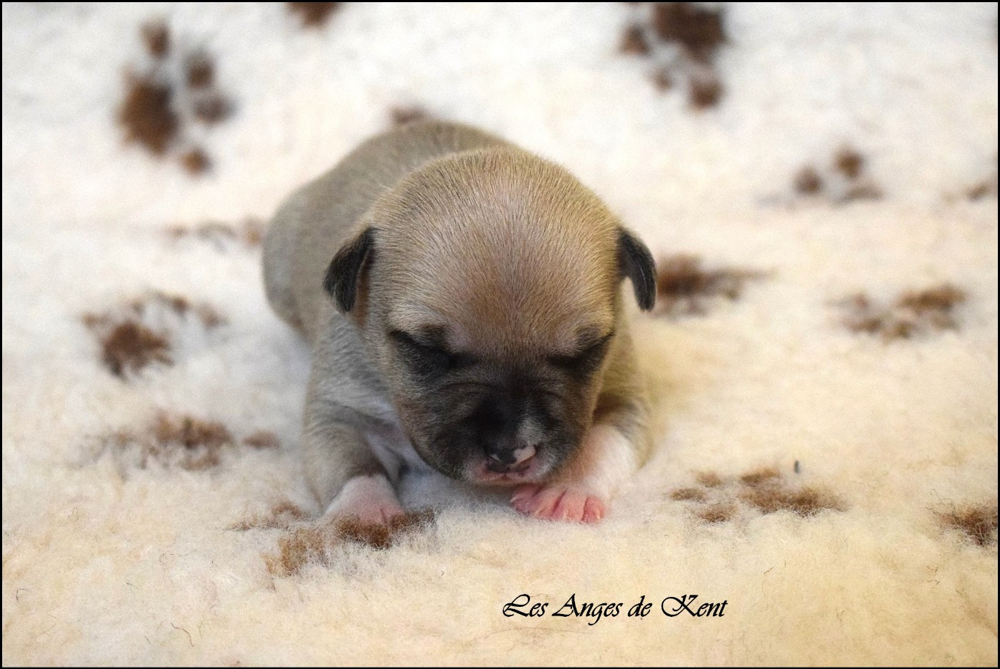 Des Anges De Kent - Chiots disponibles - American Staffordshire Terrier