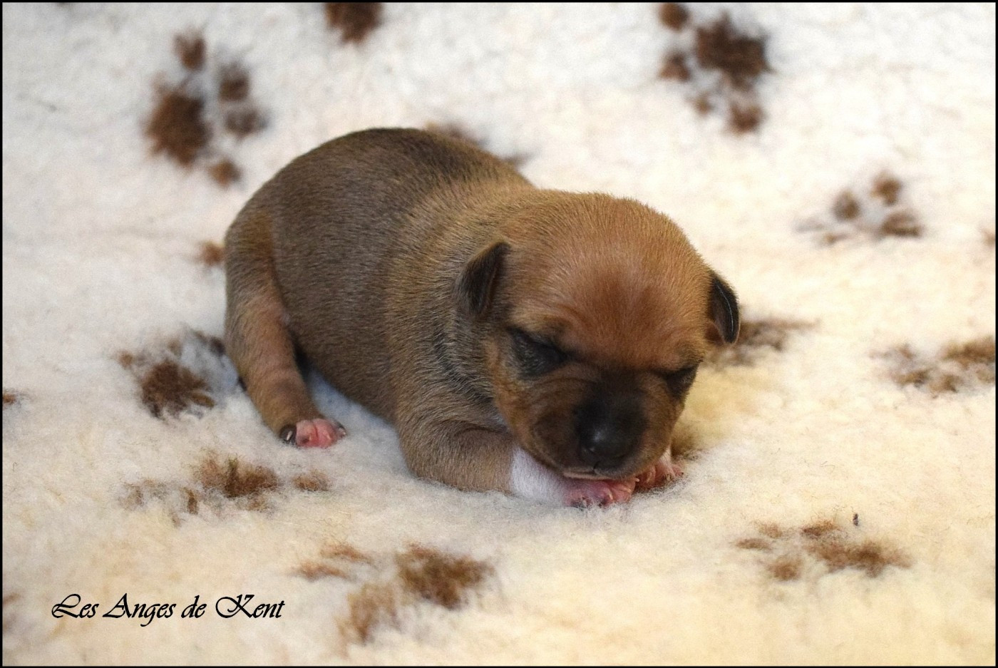 Des Anges De Kent - Chiots disponibles - American Staffordshire Terrier