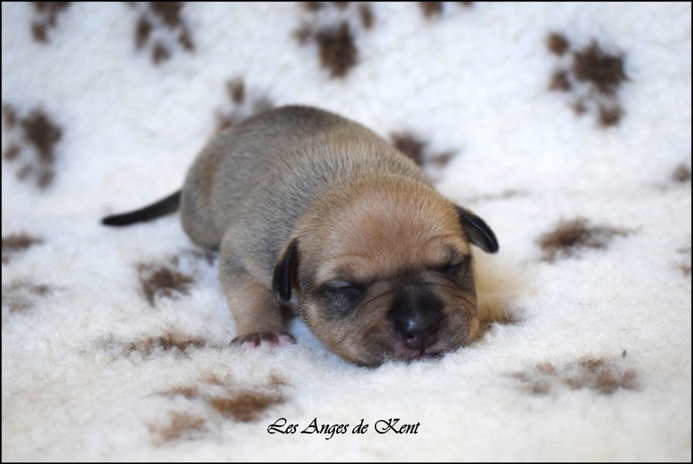 Des Anges De Kent - Chiots disponibles - American Staffordshire Terrier