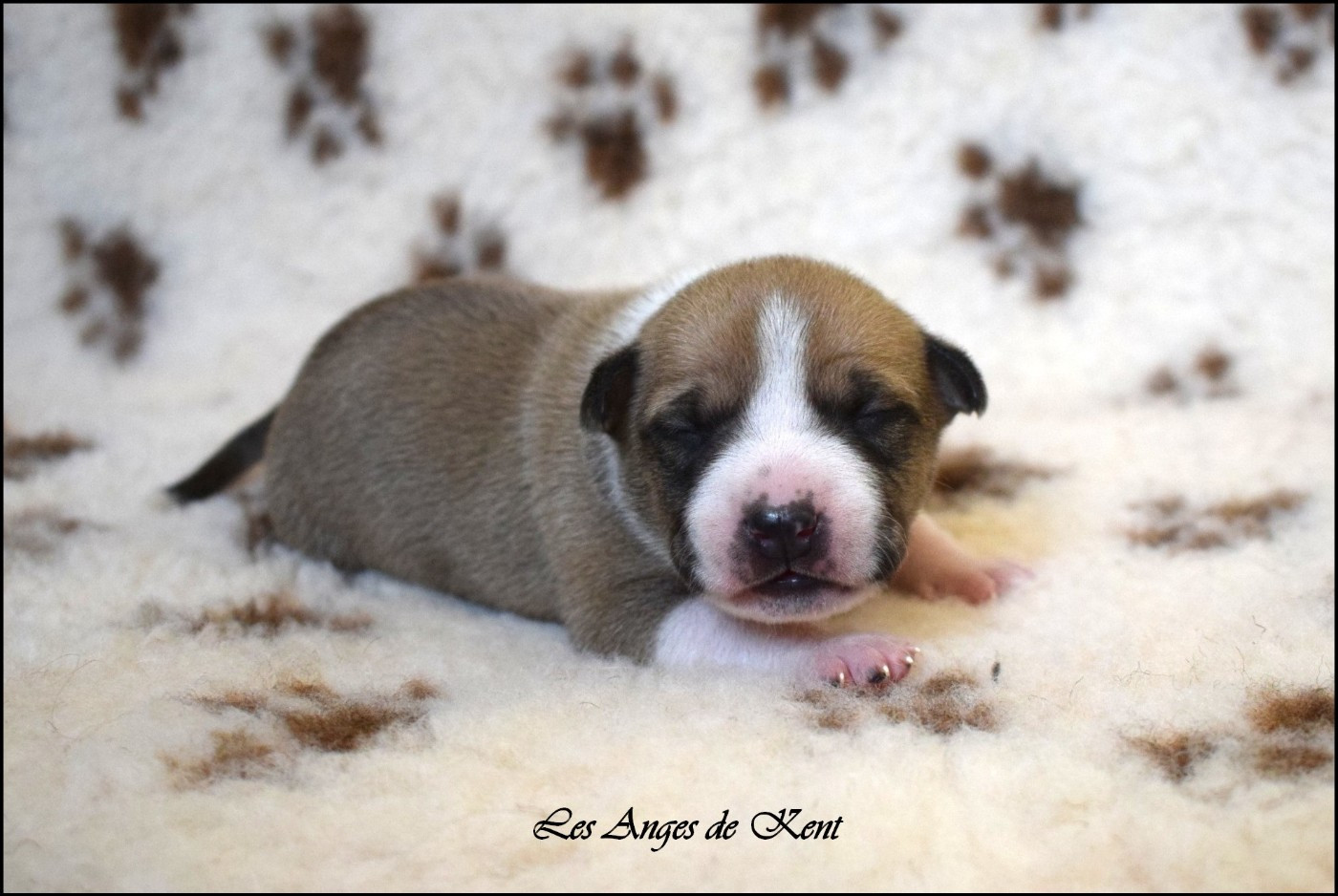 Des Anges De Kent - Chiots disponibles - American Staffordshire Terrier