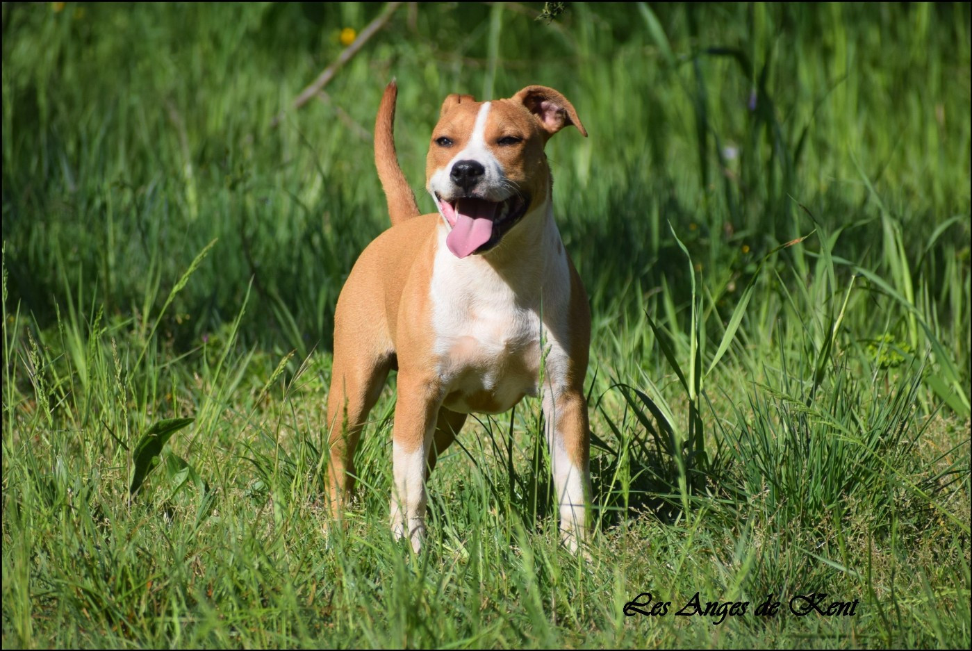 Des Anges De Kent - Chiots disponibles - American Staffordshire Terrier