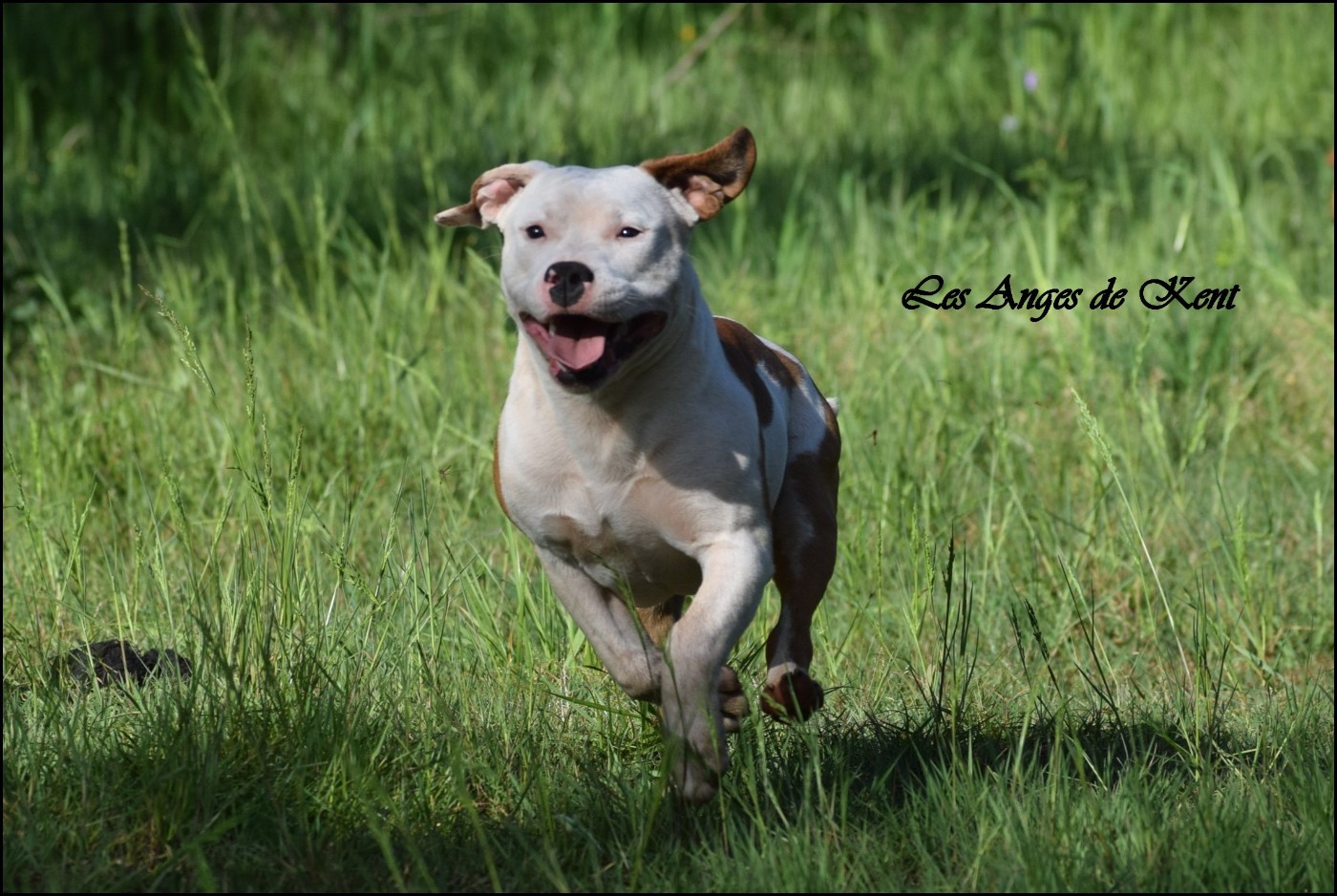 Des Anges De Kent - Chiots disponibles - American Staffordshire Terrier