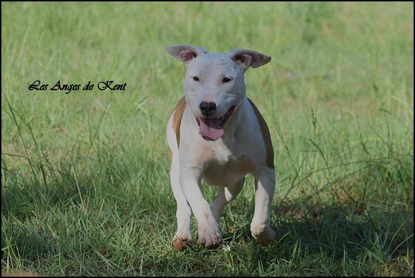 Des Anges De Kent - Chiots disponibles - American Staffordshire Terrier