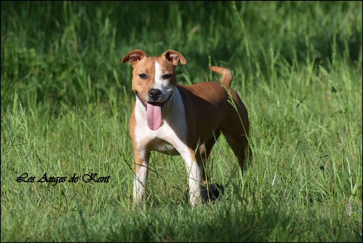 Des Anges De Kent - Chiots disponibles - American Staffordshire Terrier