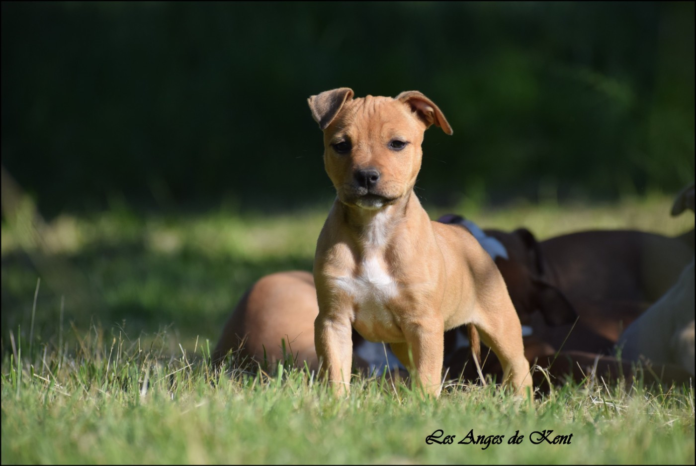 Des Anges De Kent - Chiots disponibles - American Staffordshire Terrier