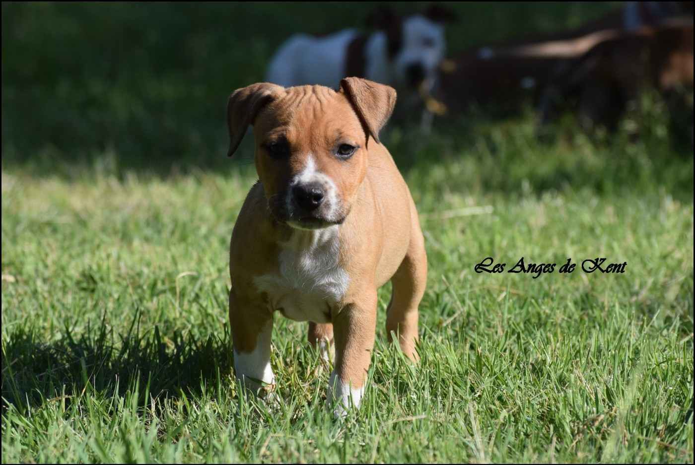 Des Anges De Kent - Chiots disponibles - American Staffordshire Terrier