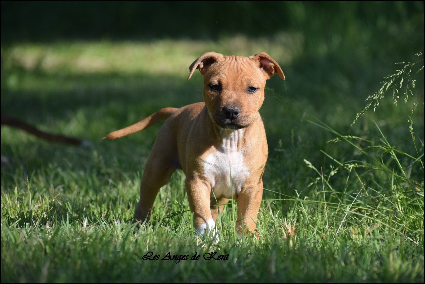 Des Anges De Kent - Chiots disponibles - American Staffordshire Terrier