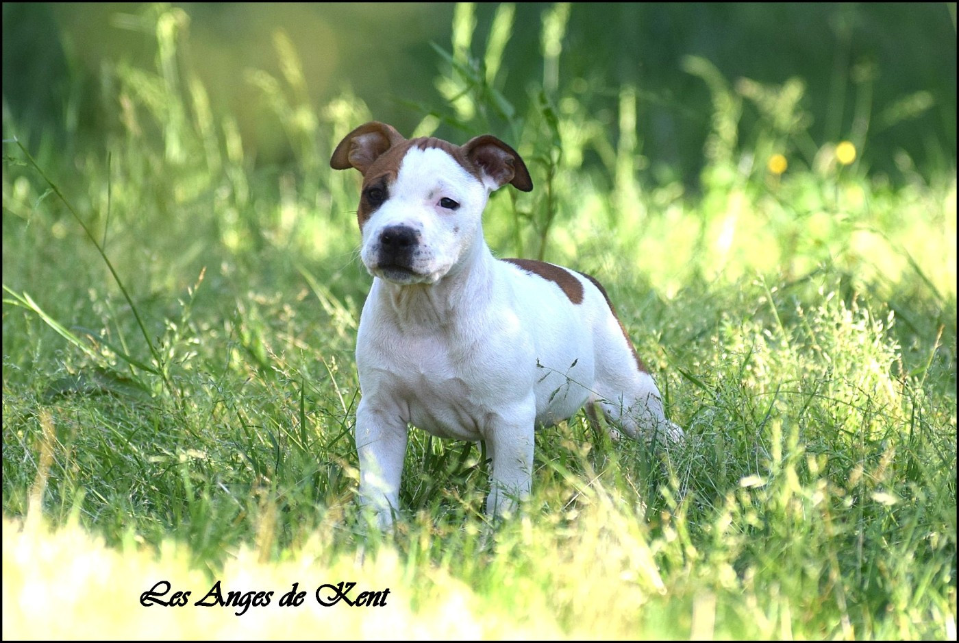 Des Anges De Kent - Chiots disponibles - American Staffordshire Terrier