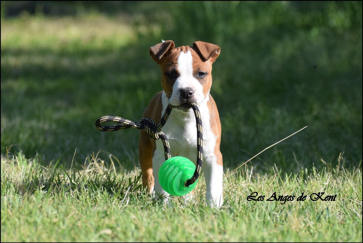 Des Anges De Kent - Chiots disponibles - American Staffordshire Terrier