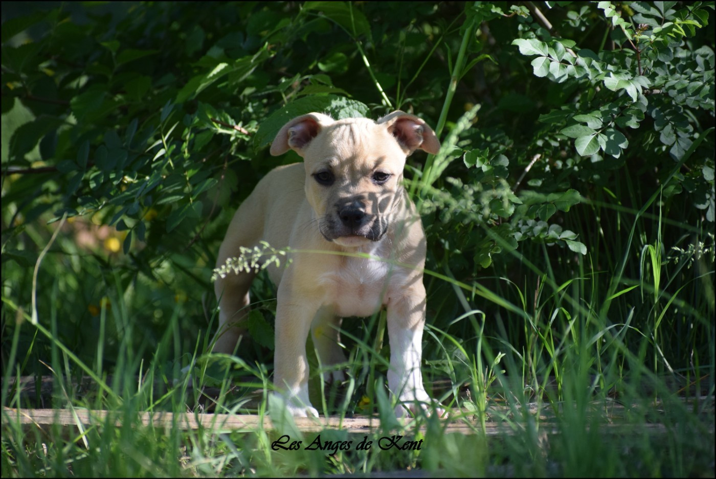 Des Anges De Kent - Chiots disponibles - American Staffordshire Terrier