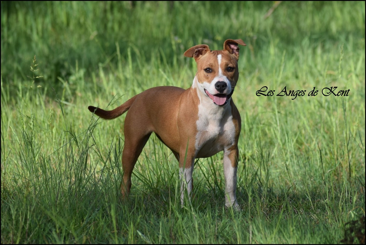 Des Anges De Kent - Chiots disponibles - American Staffordshire Terrier