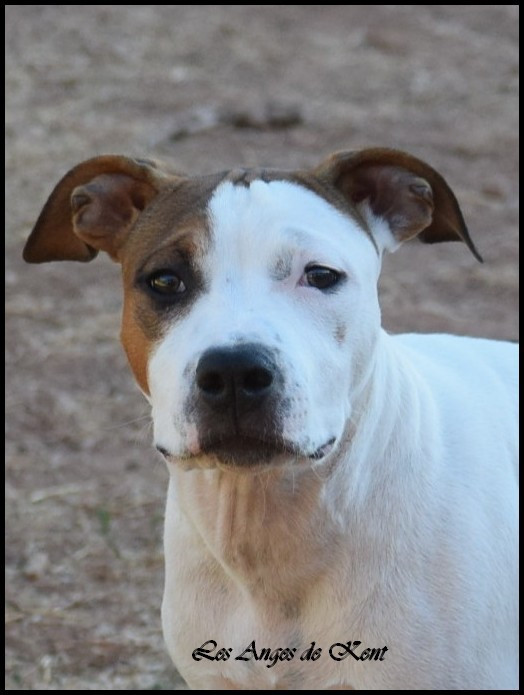 Des Anges De Kent - Chiots disponibles - American Staffordshire Terrier