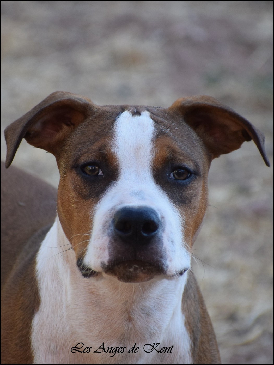 Des Anges De Kent - Chiots disponibles - American Staffordshire Terrier