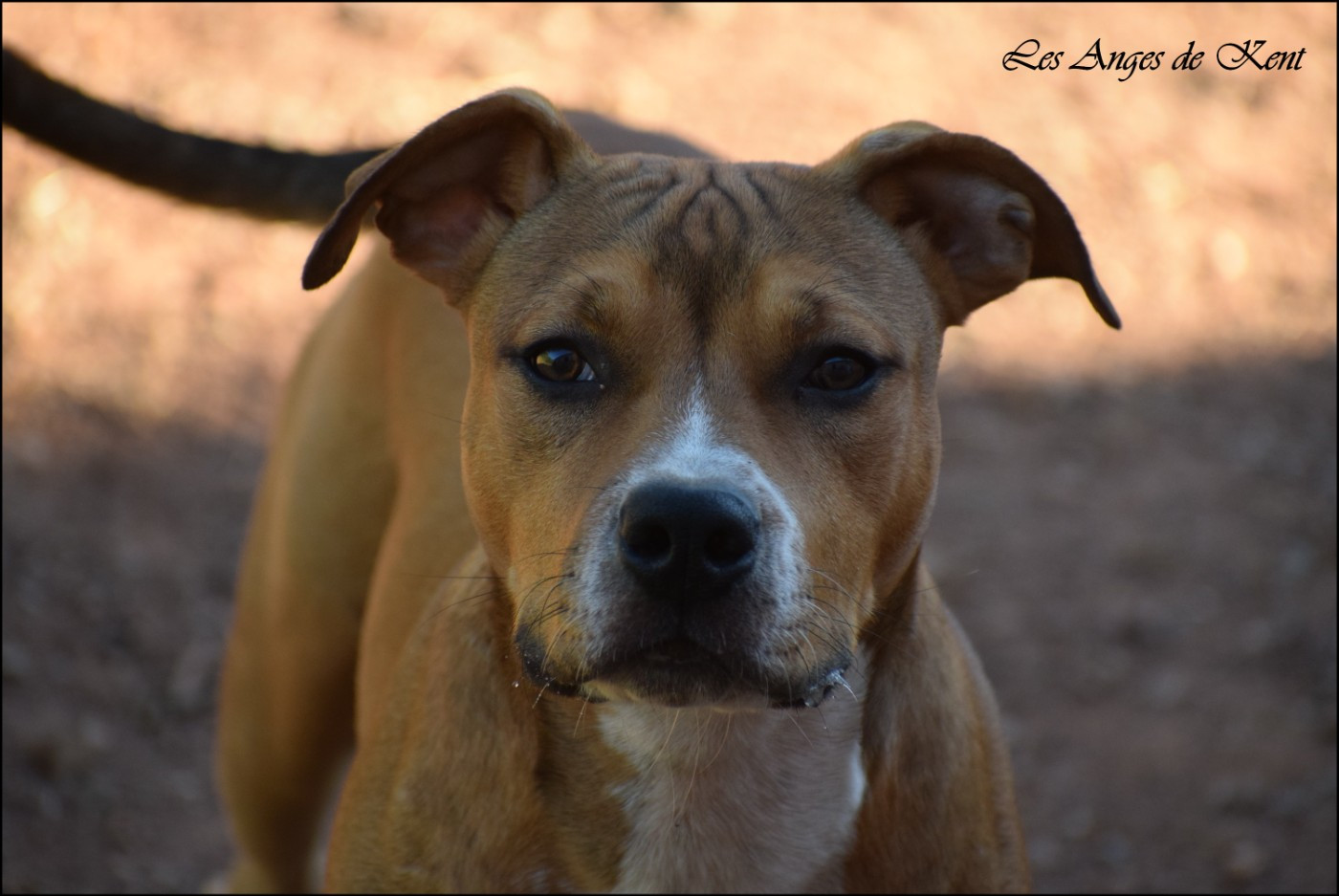 Des Anges De Kent - Chiots disponibles - American Staffordshire Terrier