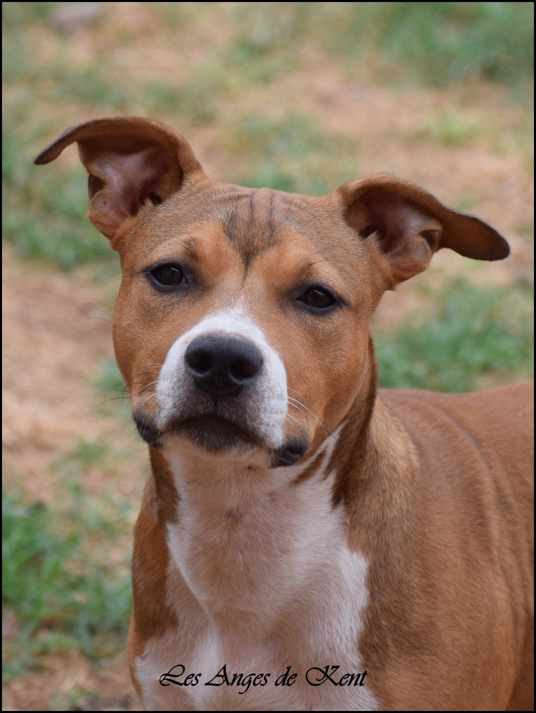 Des Anges De Kent - Chiots disponibles - American Staffordshire Terrier