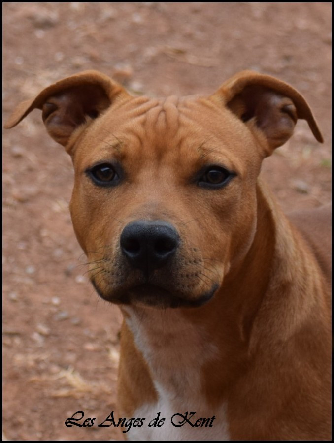 Des Anges De Kent - Chiots disponibles - American Staffordshire Terrier