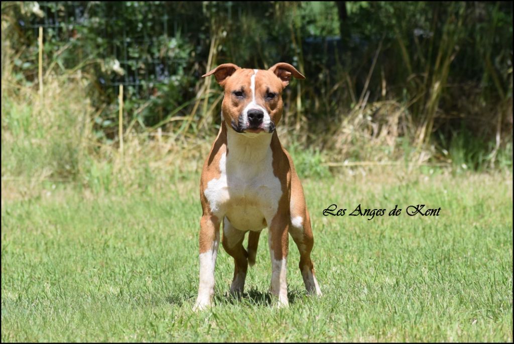 Des Anges De Kent - Chiots disponibles - American Staffordshire Terrier