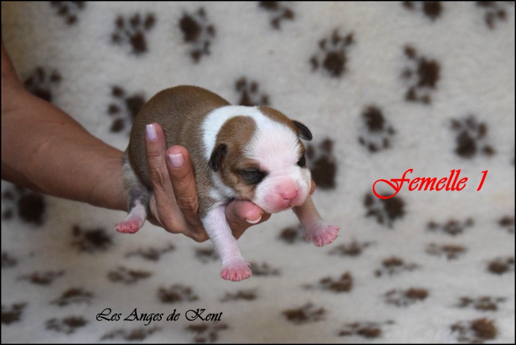 Des Anges De Kent - Chiots disponibles - American Staffordshire Terrier