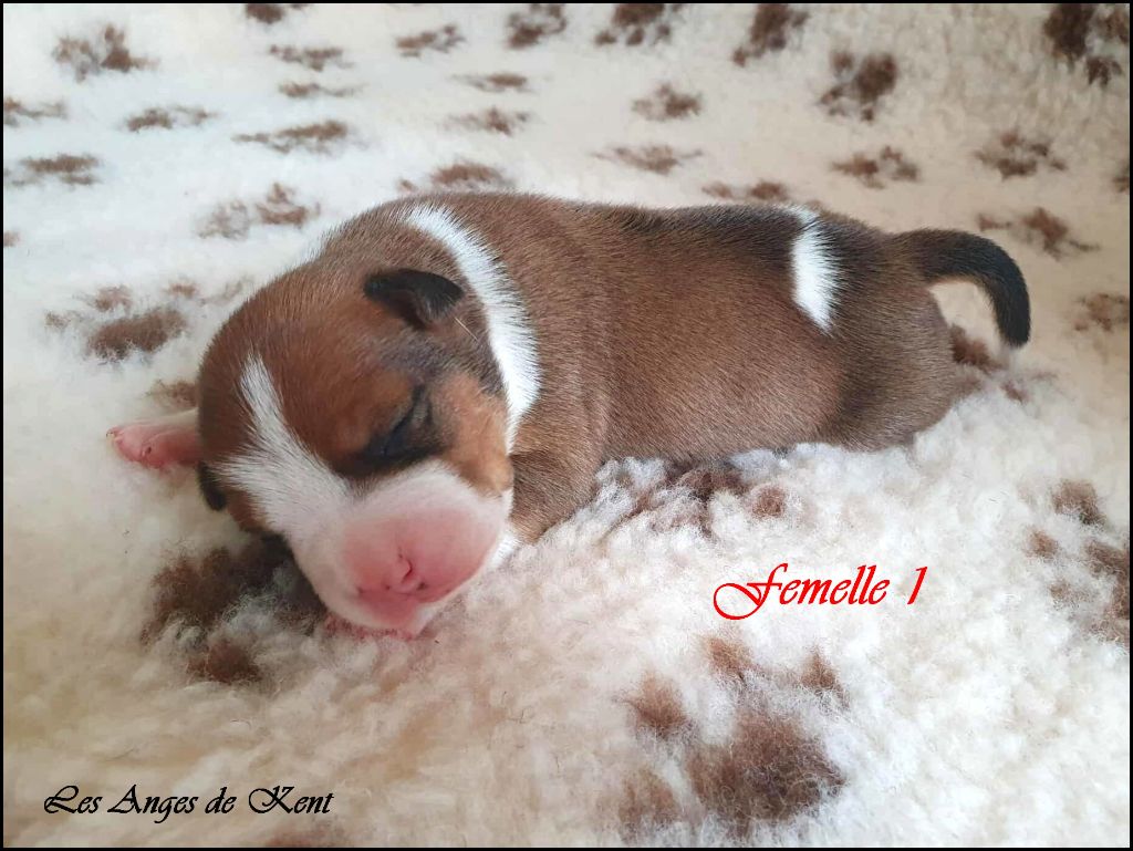 Des Anges De Kent - Chiots disponibles - American Staffordshire Terrier