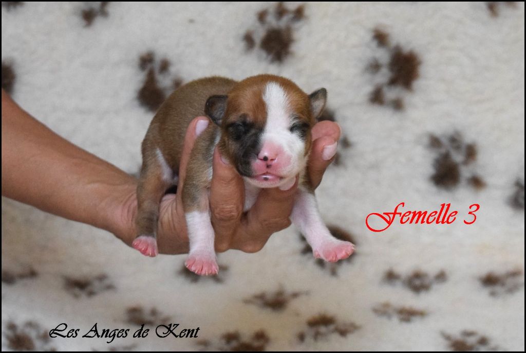 Des Anges De Kent - Chiots disponibles - American Staffordshire Terrier