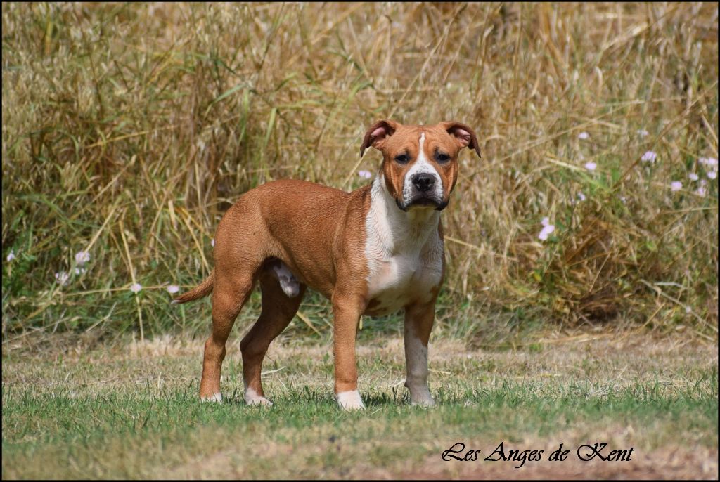 Des Anges De Kent - Chiots disponibles - American Staffordshire Terrier