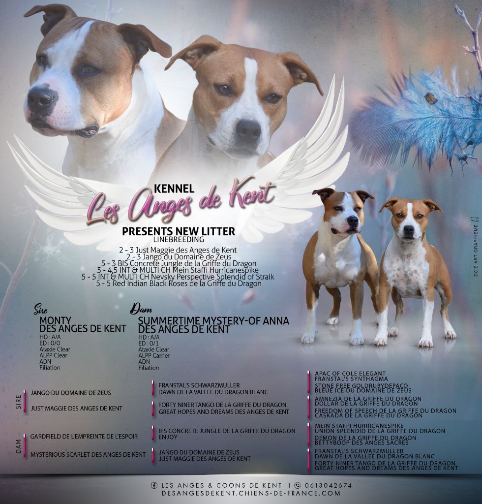 Chiot American Staffordshire Terrier Des Anges De Kent