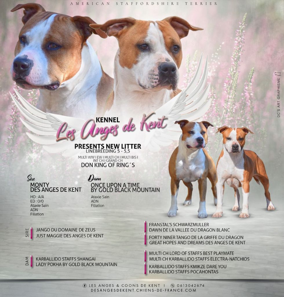 Des Anges De Kent - American Staffordshire Terrier - Portée née le 05/03/2023