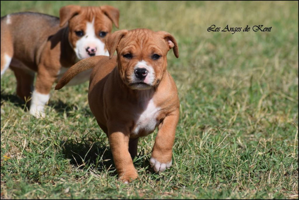 Des Anges De Kent - Chiots disponibles - American Staffordshire Terrier