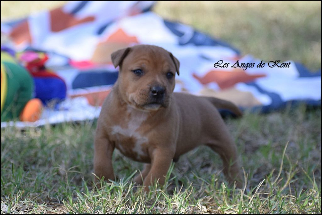 Des Anges De Kent - Chiots disponibles - American Staffordshire Terrier