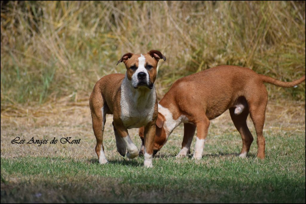 Des Anges De Kent - Chiots disponibles - American Staffordshire Terrier