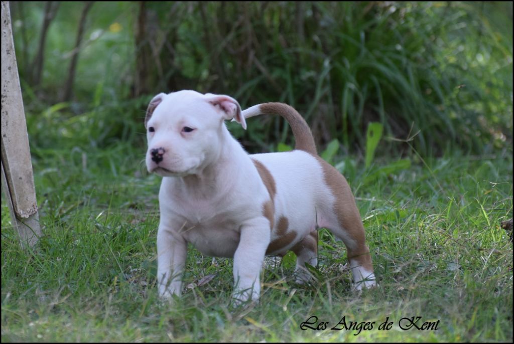 Des Anges De Kent - Chiots disponibles - American Staffordshire Terrier