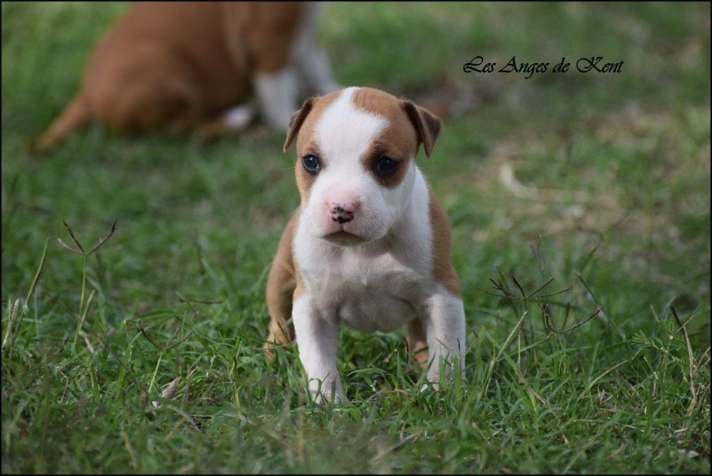 Des Anges De Kent - Chiots disponibles - American Staffordshire Terrier