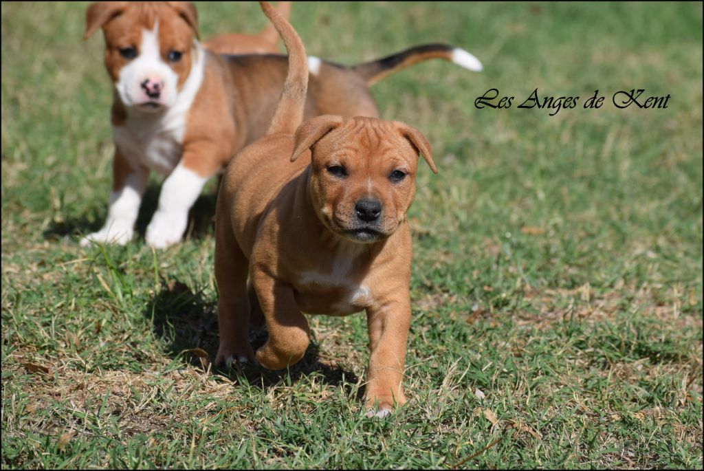 Des Anges De Kent - Chiots disponibles - American Staffordshire Terrier