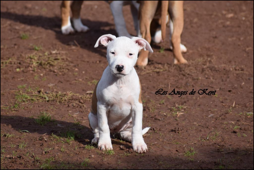 Des Anges De Kent - Chiots disponibles - American Staffordshire Terrier