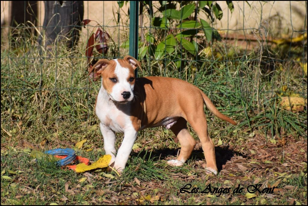 Des Anges De Kent - Chiots disponibles - American Staffordshire Terrier