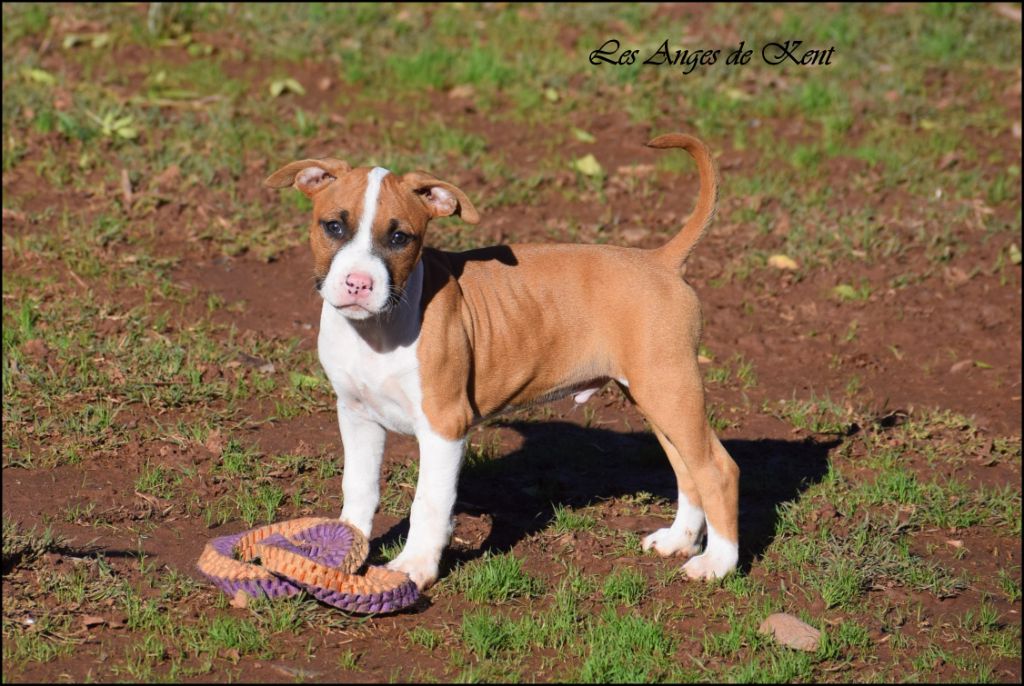 Des Anges De Kent - Chiots disponibles - American Staffordshire Terrier