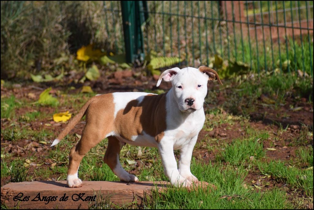 Des Anges De Kent - Chiots disponibles - American Staffordshire Terrier