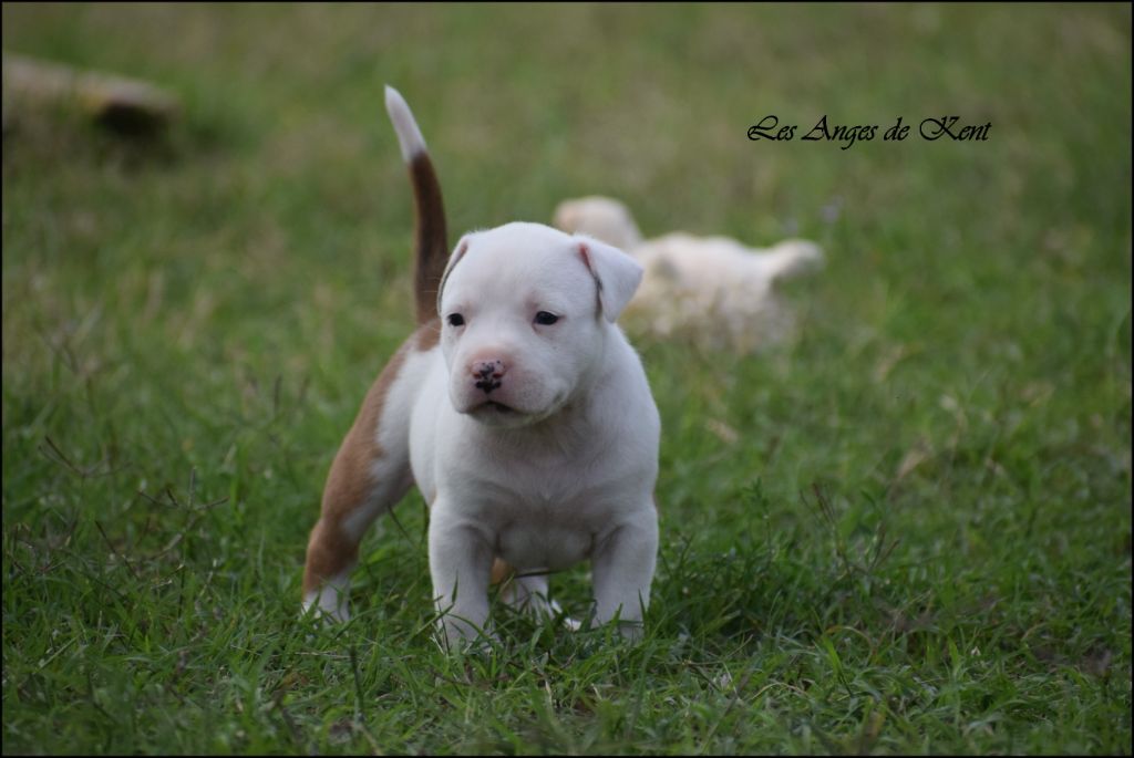 Des Anges De Kent - Chiots disponibles - American Staffordshire Terrier